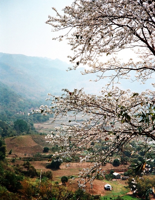 <span>Mùa hoa ban</span>TÂY BẮC 