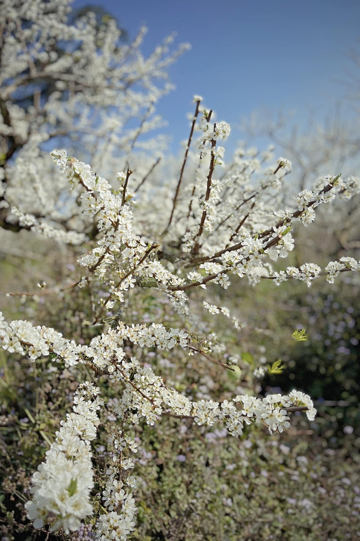 <span> Mùa hoa </span>MỘC CHÂU